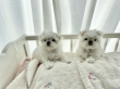 Super adorable Teacup Maltese Puppies.